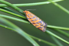 Clepsis rolandriana