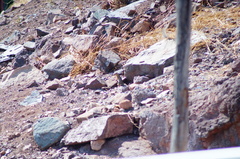 Notocitellus adocetus