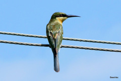 Merops philippinus