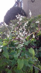 Fallopia baldschuanica