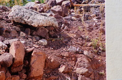 Notocitellus adocetus