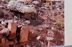 Notocitellus adocetus