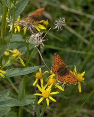 Boloria alaskensis