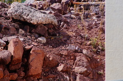 Notocitellus adocetus