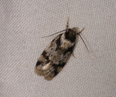 Barea confusella