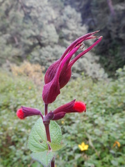 Salvia fulgens