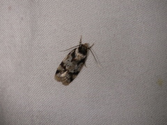 Barea confusella