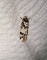 Barea confusella