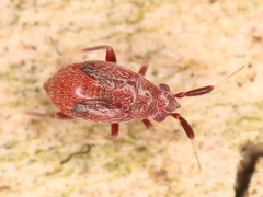 Atractotomus mali