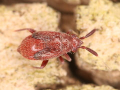 Atractotomus mali