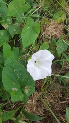 Calystegia sepium roseata x Silvatica disjuncta