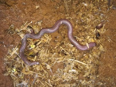Blanus cinereus