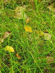 Schoenus maschalinus