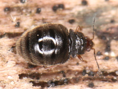 Myrmedobia
