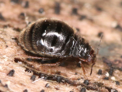 Myrmedobia