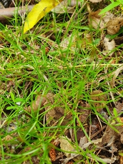 Schoenus maschalinus