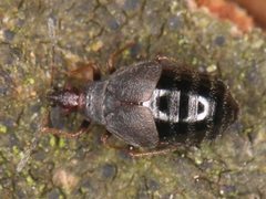 Loricula