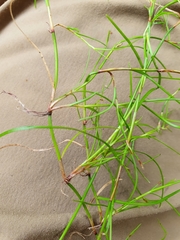 Schoenus maschalinus