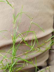 Schoenus maschalinus