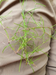 Schoenus maschalinus