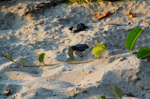 Loggerhead Sea Turtle (Caretta caretta)