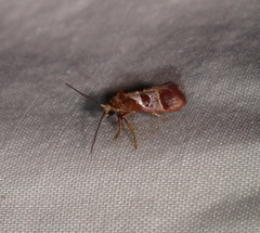 Choristis discotypa