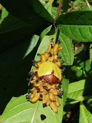 Paraselenis