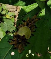 Paraselenis