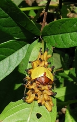 Paraselenis