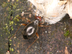 Orthonotus rufifrons