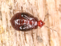 Heteroptera