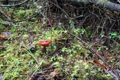 Cortinarius purpureus