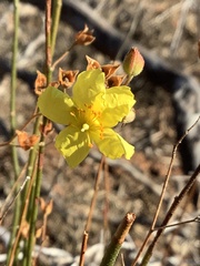 Crocanthemum suffrutescens