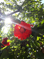 Brownea enrici