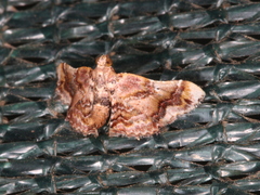 Scenedra decoratalis