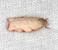 Euchaetis inceptella