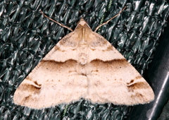 Syneora hemeropa