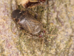 Miridae