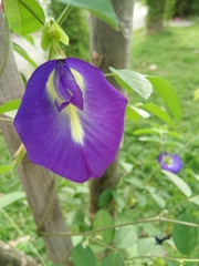 Clitoria ternatea