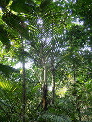 Bactris barronis