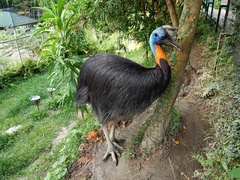 Northern Cassowary photo 2