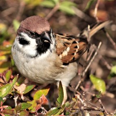 Passer montanus
