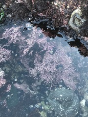 Calliarthron tuberculosum