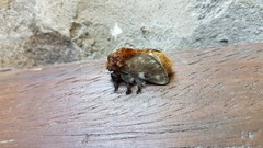 Megalopyge uruguayensis