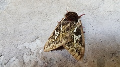 Dirphiopsis epiolina