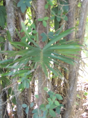 Bactris guineensis