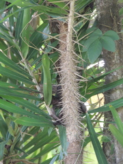 Bactris guineensis