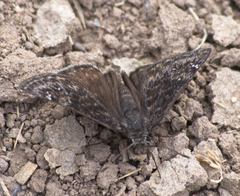 Erynnis afranius