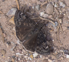 Erynnis afranius