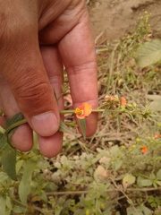 Alonsoa meridionalis